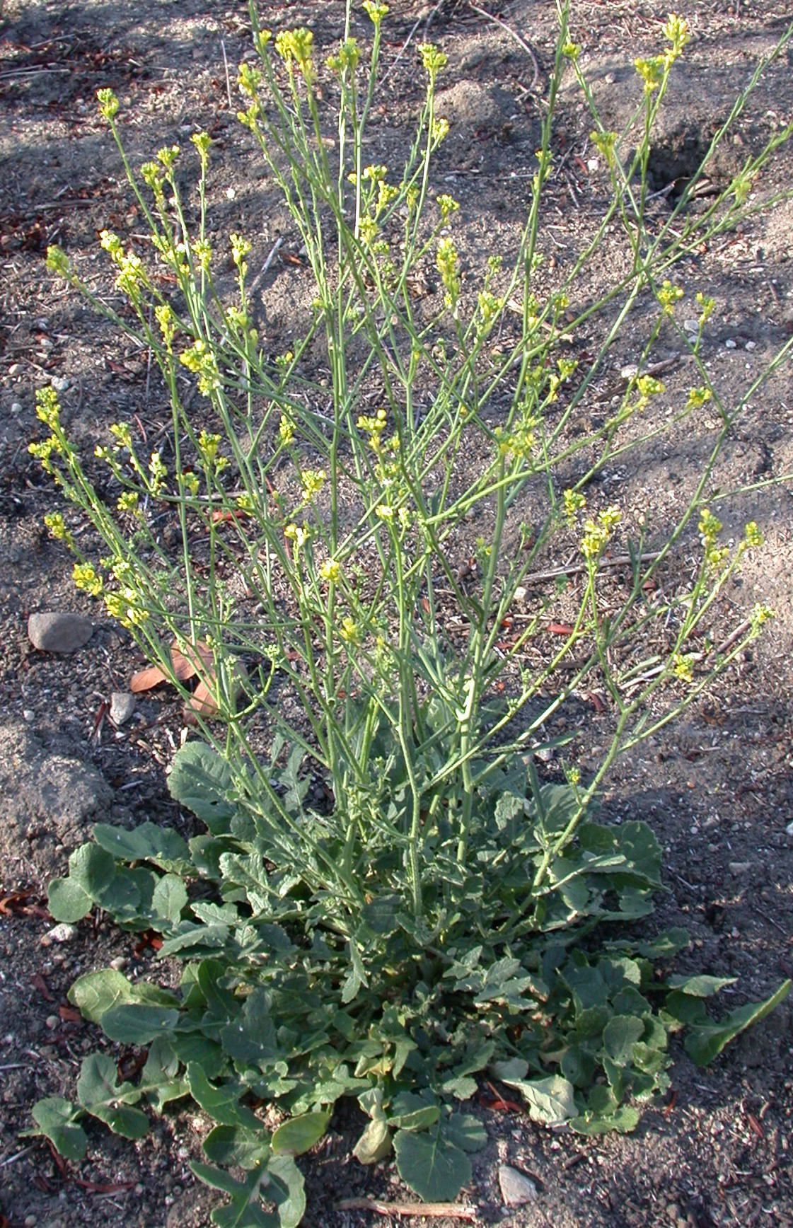 jordan 13 mustard family plant Liening Edge Blog